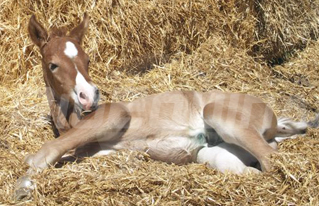 BioEquina / Neonatolog&iacute;a